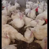 فروش بوغلمون باگوشتی لذیذ وخوشمزه