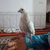 کفتر طوقی شازده نر به