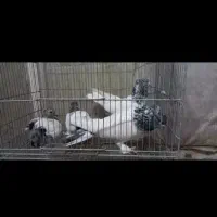 پرنده