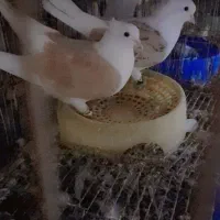 جفت دوکت زرد خال سیا