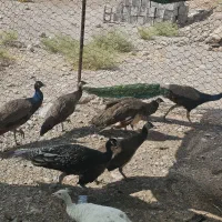 فروش یا معاوضه تعدادی طاووس