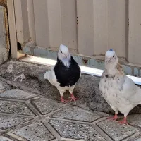 ۳ عدد کبوتر طوقی نر
