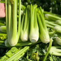 دعوت به همکاری