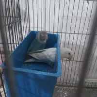 طوطی برزیلی|پرنده|هشتگرد, شهرک ریحانه|دیوار