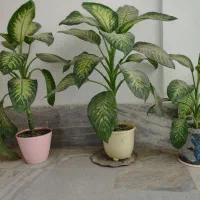 گل دیفن|گل و گیاه طبیعی|سنندج, |دیوار