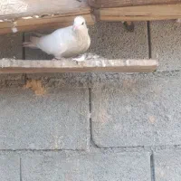 کبوتر انواع|پرنده|جم, |دیوار