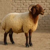 فروش دام زنده همراه با ذبح