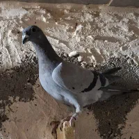 پرشی|پرنده|فیروزه, |دیوار