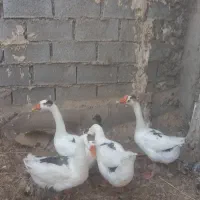 غاز دورگه|حیوانات مزرعه|آبادان, |دیوار