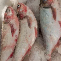 ماهی غزل تازه