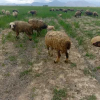 میش بره دار