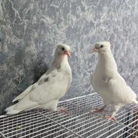 کبوتر نر و ماده با ۲ عدد جوجه