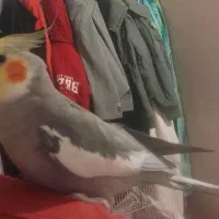 عروس هلندی جفت بالغ و فول دستی با تمام وسایل