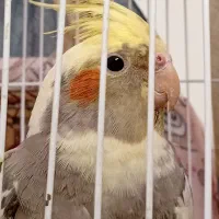 عروس هلندی|پرنده|فردیس, فرامرزیه|دیوار