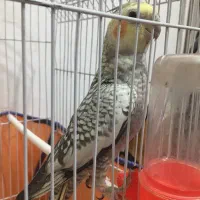 مرغ عشق پروانه ای و رنگین کمانی خاص و عروس هلندی|پرنده|سبزوار, شهرک جهاد|دیوار