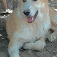 گمشده|حیوانات|بیرجند, |دیوار