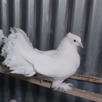 کبوتر دم چتری زیبا