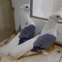 سوزشور