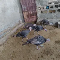 بوقلمون ماده