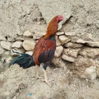 جوجه خروس لاری