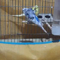 با سلام خدمت دوستان