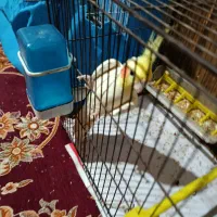 عروس هلندی سخنگو|پرنده|آق قلا, |دیوار