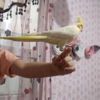 عروس هلندی دستی وباهوش وسخنگو|پرنده|زنجان, |دیوار