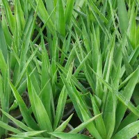 یوکا سطل ۷|گل و گیاه طبیعی|کلاچای, |دیوار