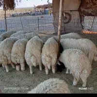 بره بتنی