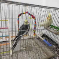 عروس هلندی جفت