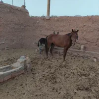 اسب فروشی