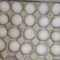 تخم نطفه دار محلی،گلین،تخم اردک و غاز بوقلمون