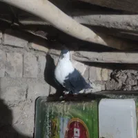 کفتر ریش نر