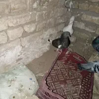 کفتر پرشی بوم یا جفتگاه  تعدادی کفتر به فروش میرسد|پرنده|مشهد, قائم|دیوار