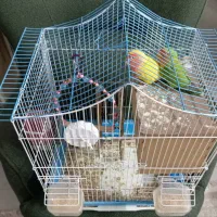 طوطی برزیلی