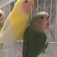 طوطی برزیلی خوشگل دوماهه