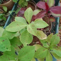 تعدادی گل بفروش میر سد|گل و گیاه طبیعی|صدرا-فارس, فاز ۱|دیوار