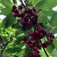 فروش نهال لیبل‌دار انواع میوه|خدمات باغبانی و درختکاری|سروآباد, |دیوار