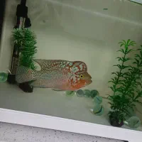 ماهی فلاور کامفا مولتی کالر|ماهی|کرج, گوهردشت|دیوار