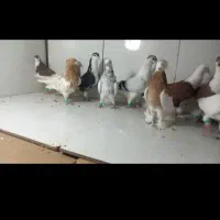 گمشده کفتر طوقی، صید، بوم،