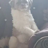 سگ شیتزوپیکینوا|سگ|بندر انزلی, ساحل قو|دیوار