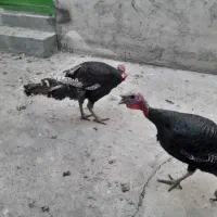 بوقلمون برنزی