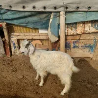 بزغاله نر واسه قربانی