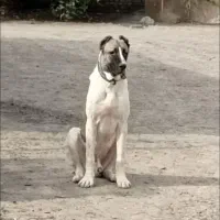 سگ گمشده