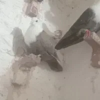 ۵تا ماده|حیوانات|رفسنجان, |دیوار