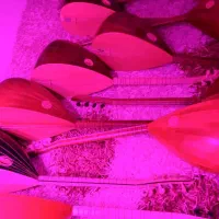 آموزش ساز باغلاما 30%زیر قیمت آموزشگاه های موسیقی