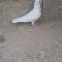 کبوتر زینتی