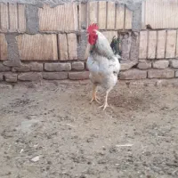 خروس جوان‌و‌چاق|حیوانات مزرعه|تربت جام, مسکن ملی|دیوار