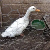 دو تا اردک جوان و بالغ