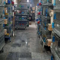 عروس جفتی وقناری وملنگو بفروش میرسد